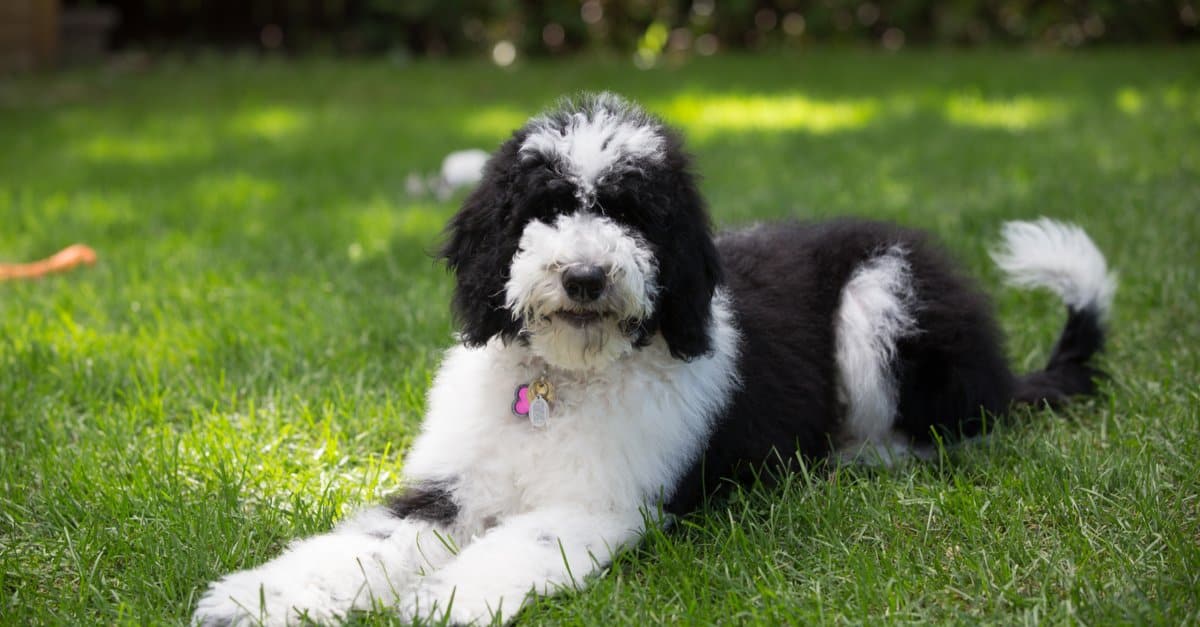 How Many Exercises Need For Sheepadoodle